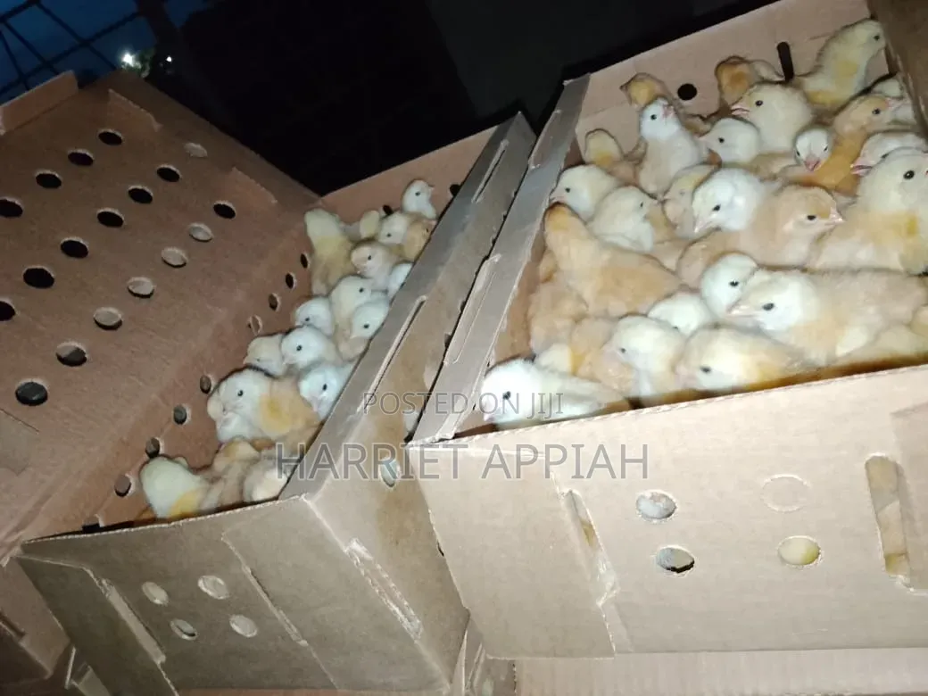 Sasso Day Old Chicks