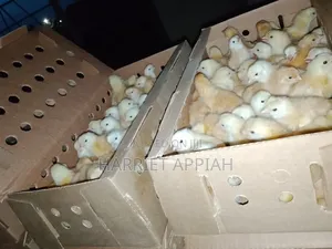 Sasso Day Old Chicks