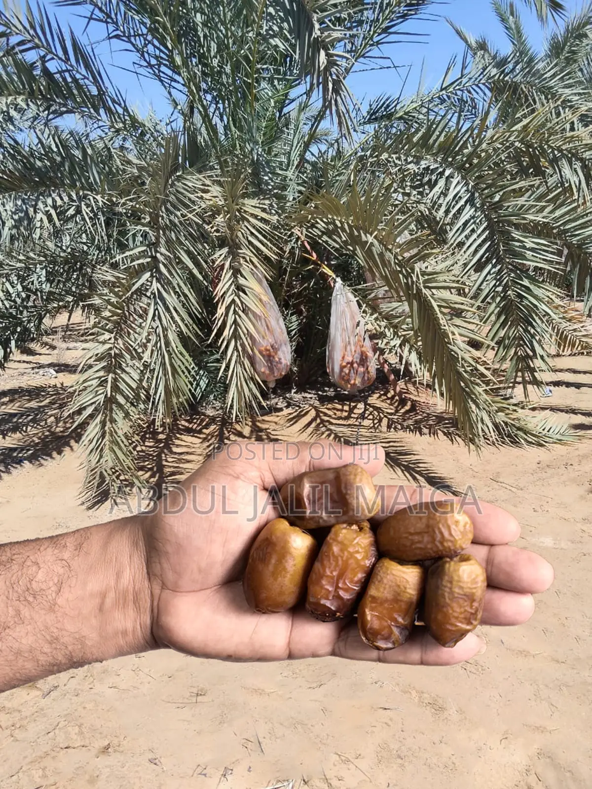 5kgs Premium Dates 100% Organic Chemical-Free No Added Sugars