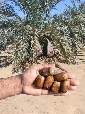 5kgs Premium Dates 100% Organic Chemical-Free No Added Sugars