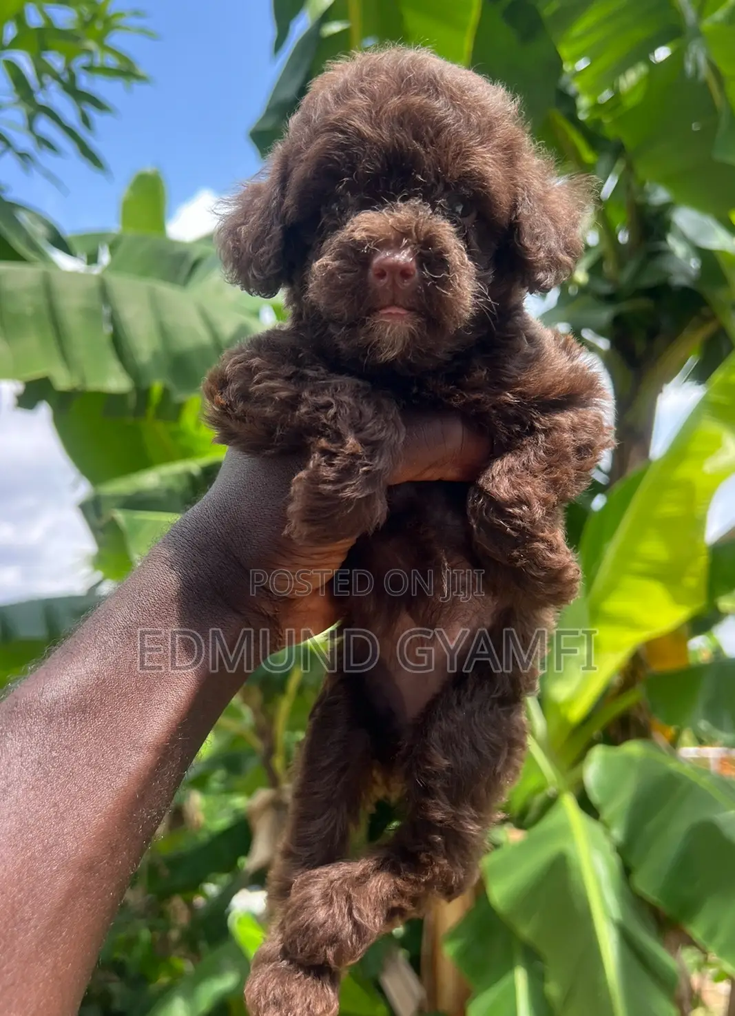 1-3 months Female Purebred Poodle