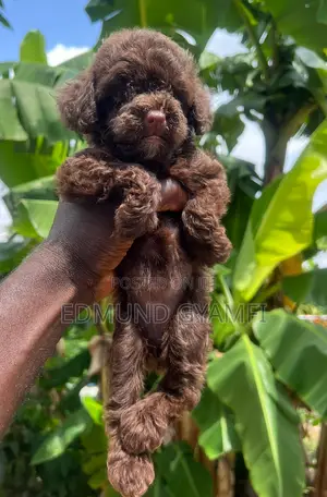 1-3 months Female Purebred Poodle