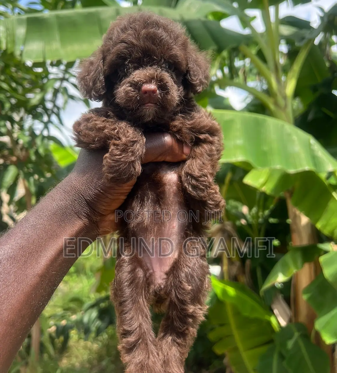 1-3 months Female Purebred Poodle