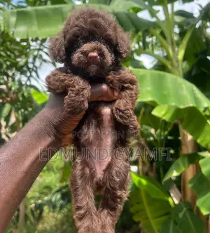 1-3 months Female Purebred Poodle