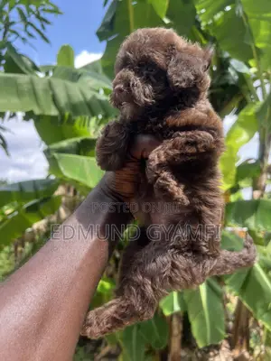 1-3 months Female Purebred Poodle