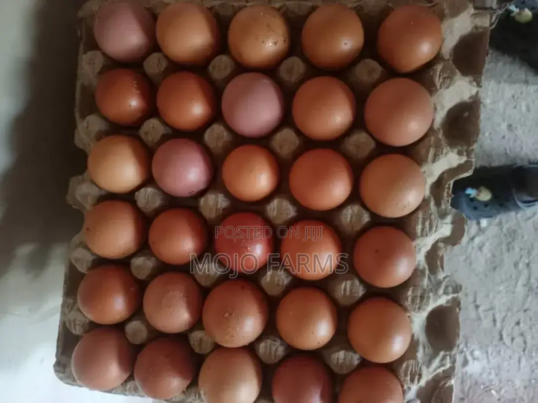 Large Eggs