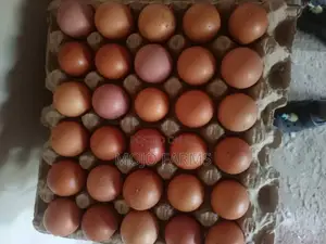 Large Eggs