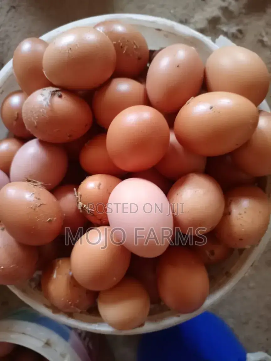 Large Eggs