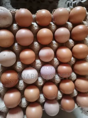 Poultry Eggs