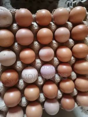 Large Eggs