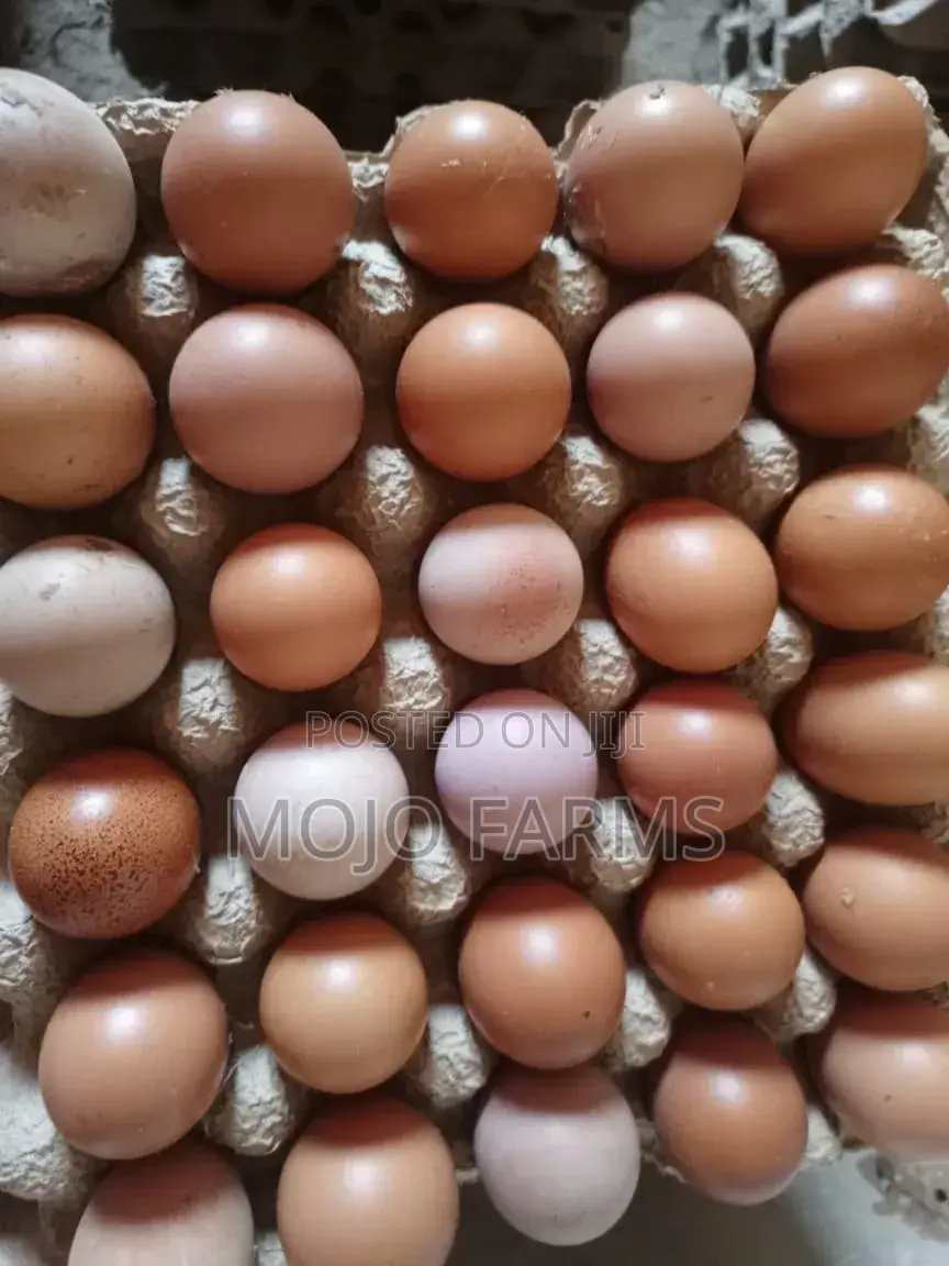 Large Eggs