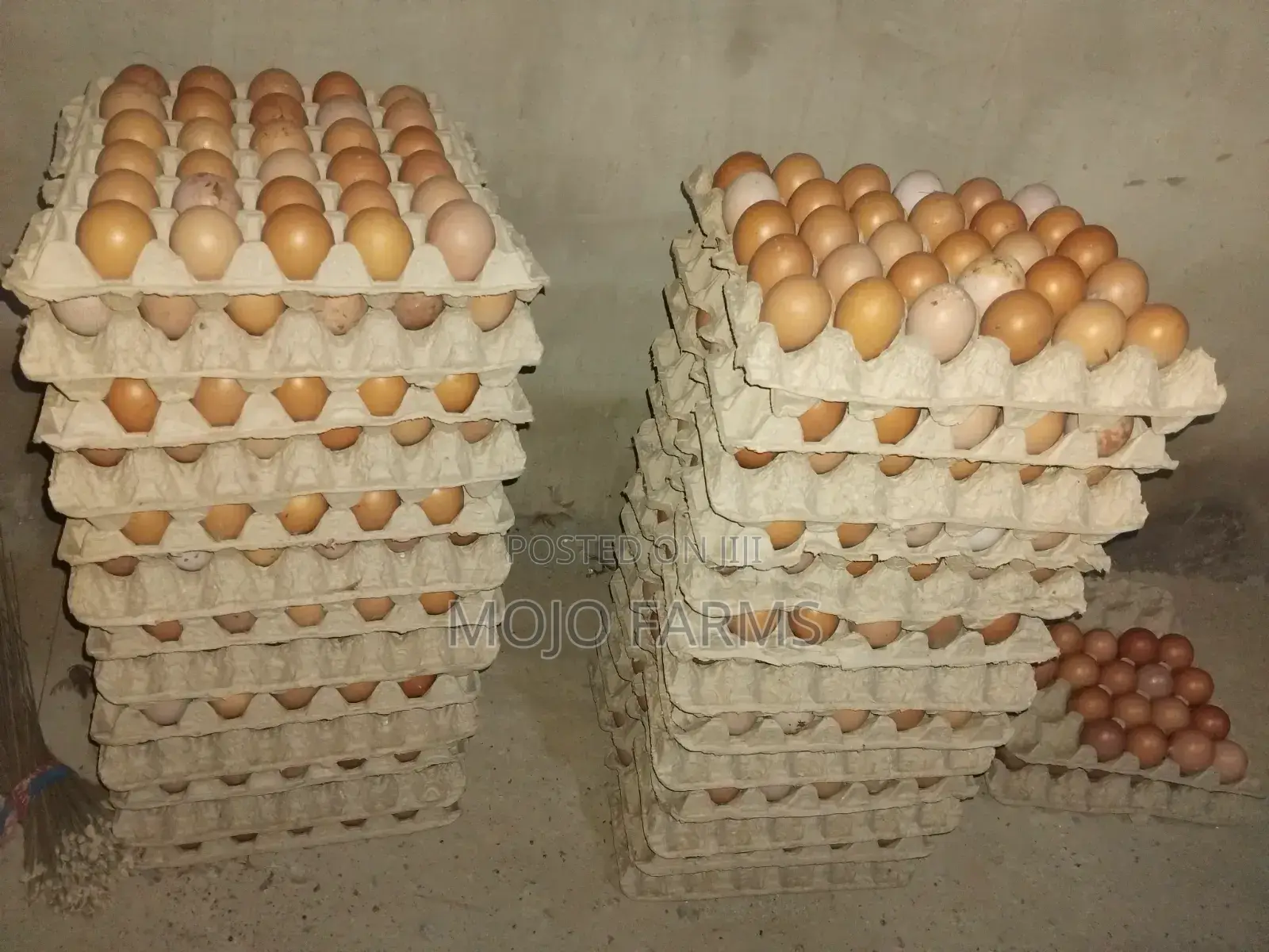 Large Eggs