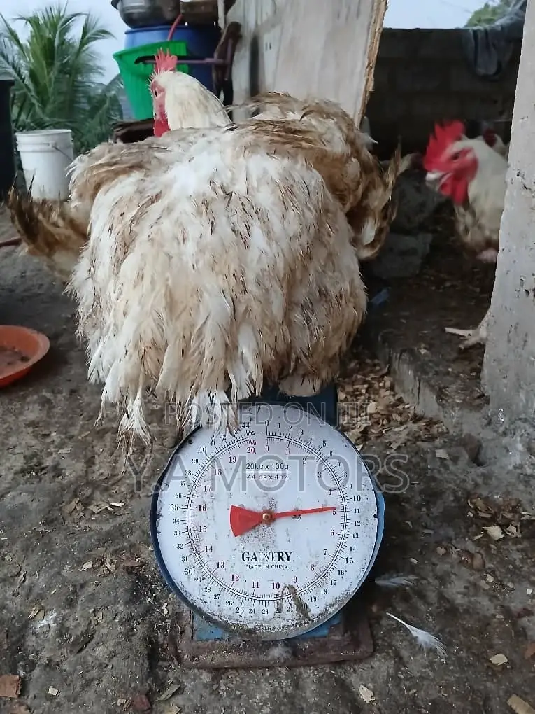 Broilers and Layers