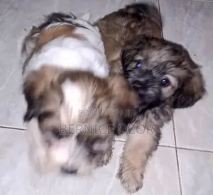 1-3 months Male Mixed Breed Poodle