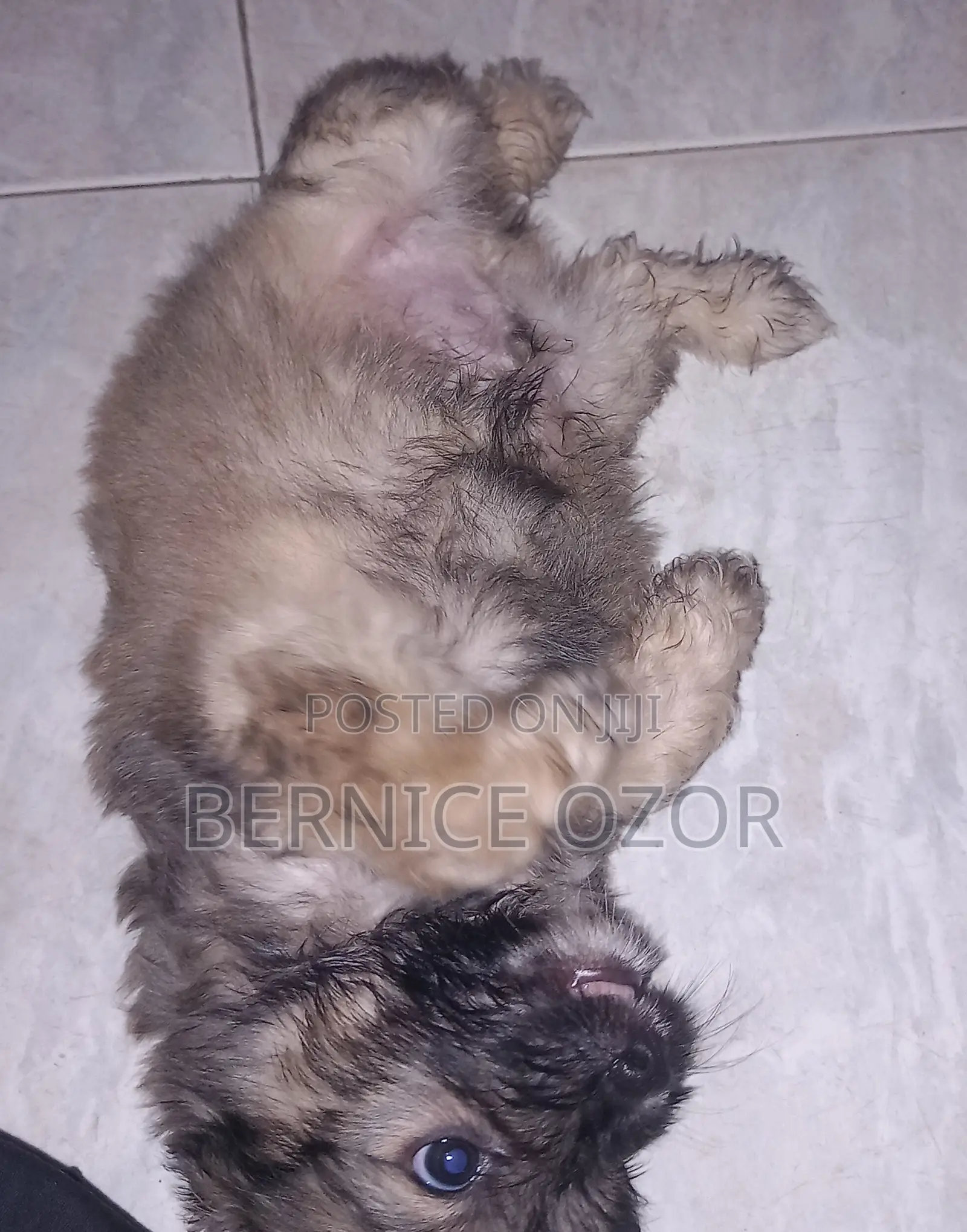 1-3 months Male Mixed Breed Poodle