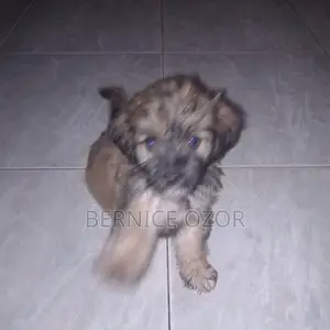 1-3 months Male Mixed Breed Poodle