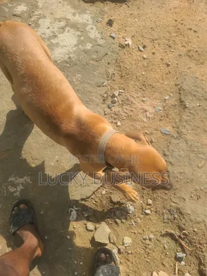 1+ year Female Mixed Breed Boerboel