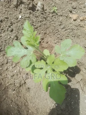 Watermelon Seedlings