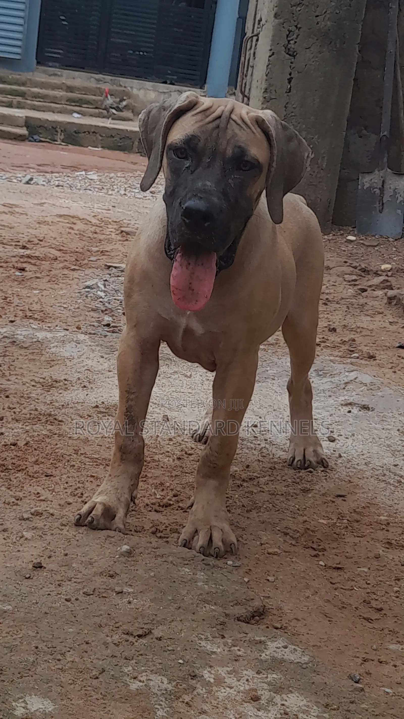 1-3 months Female Purebred Boerboel