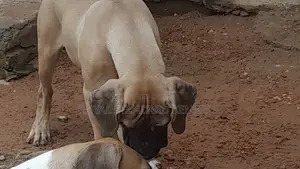 1-3 months Female Purebred Boerboel