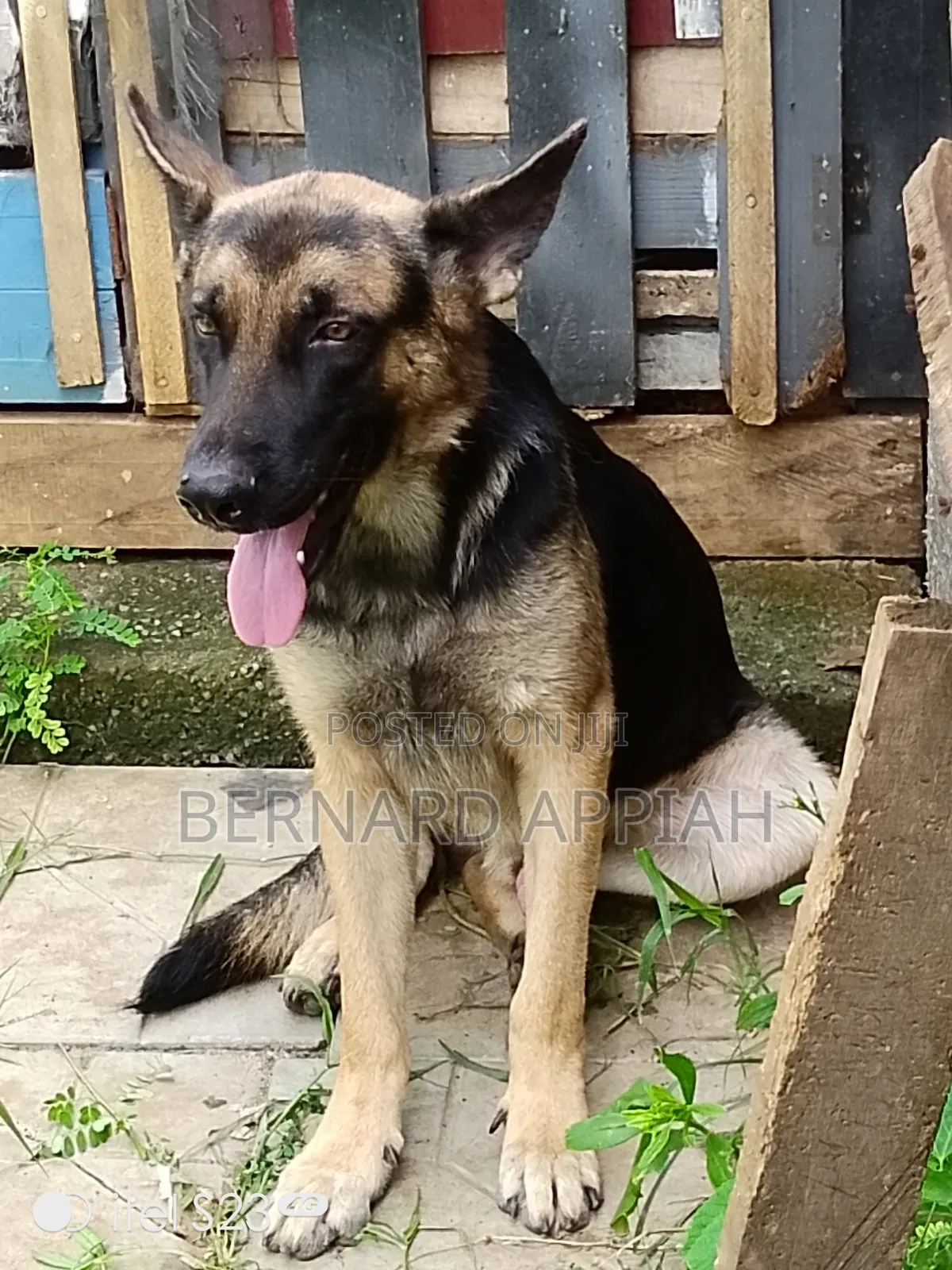 1+ year Male Purebred German Shepherd