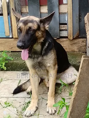 1+ year Male Purebred German Shepherd