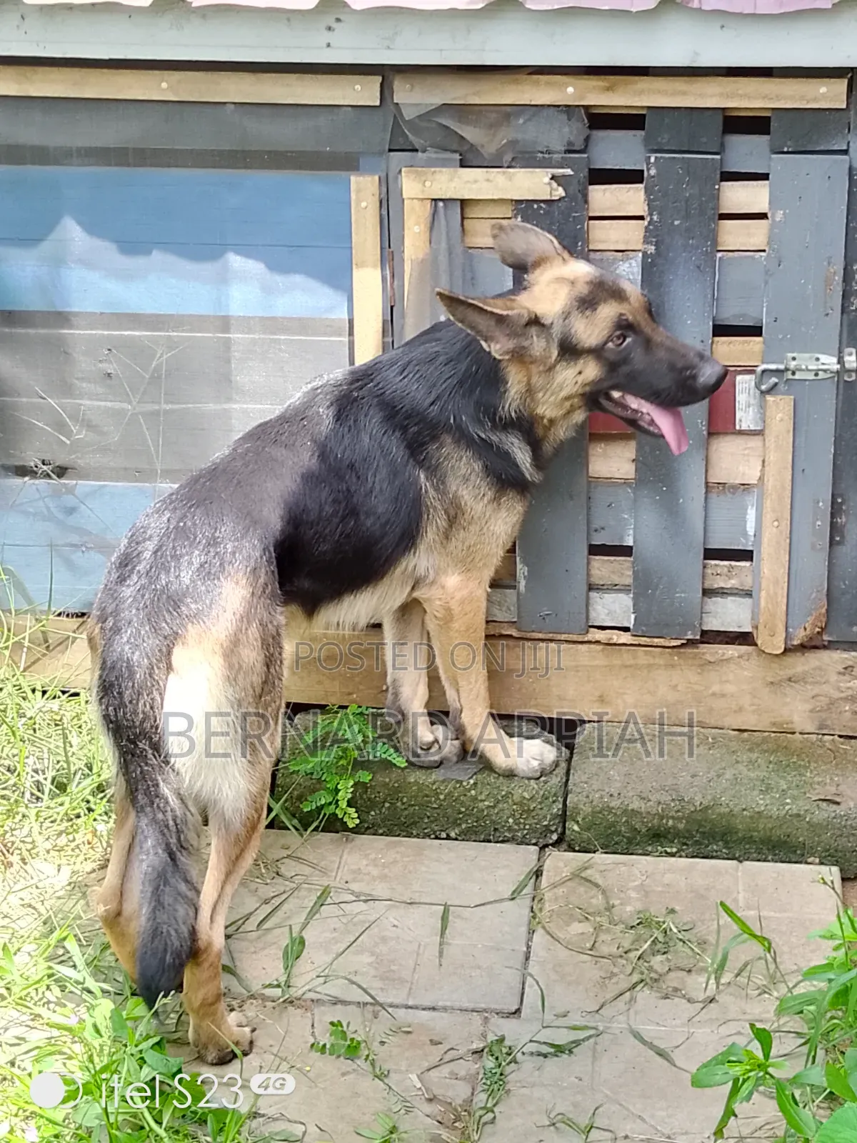 1+ year Male Purebred German Shepherd