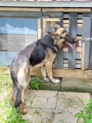 1+ year Male Purebred German Shepherd