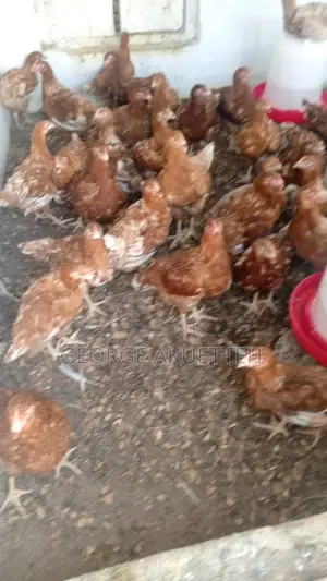Farm Animals