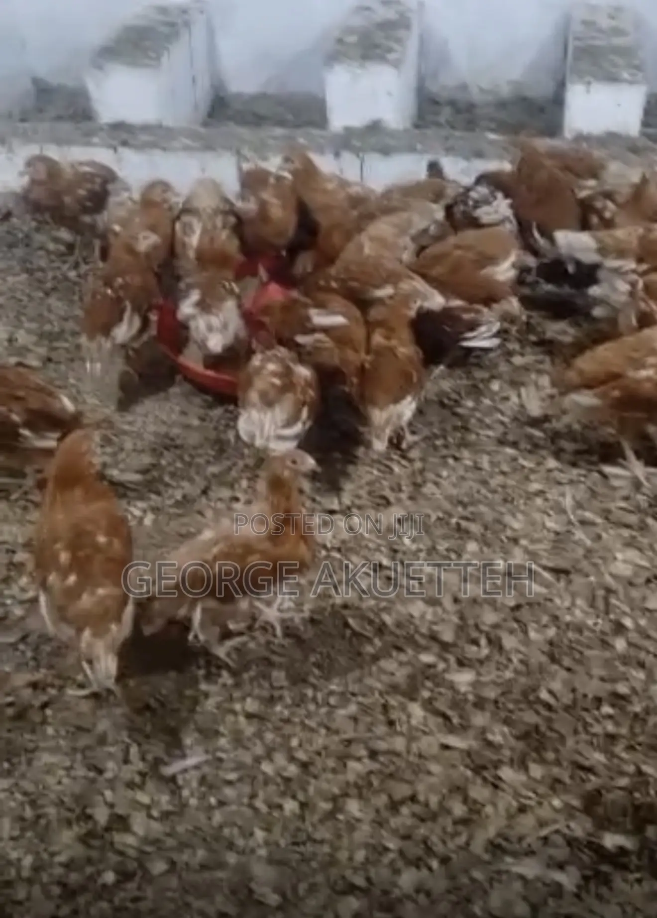 Farm Animals
