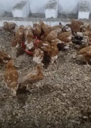 Farm Animals
