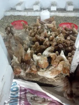 Farm Animals