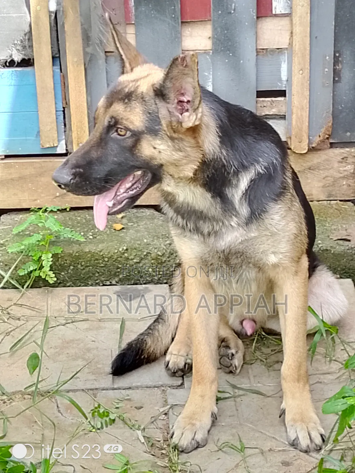 1+ year Male Purebred German Shepherd