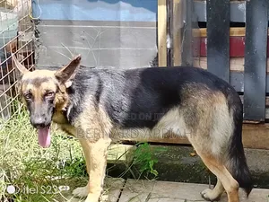 1+ year Male Purebred German Shepherd