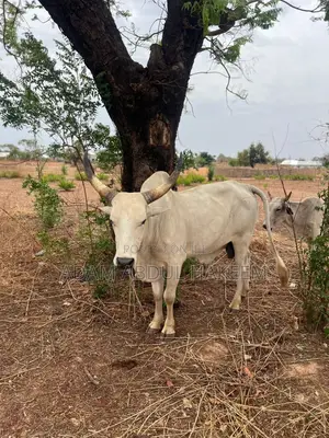 Cows for Sale