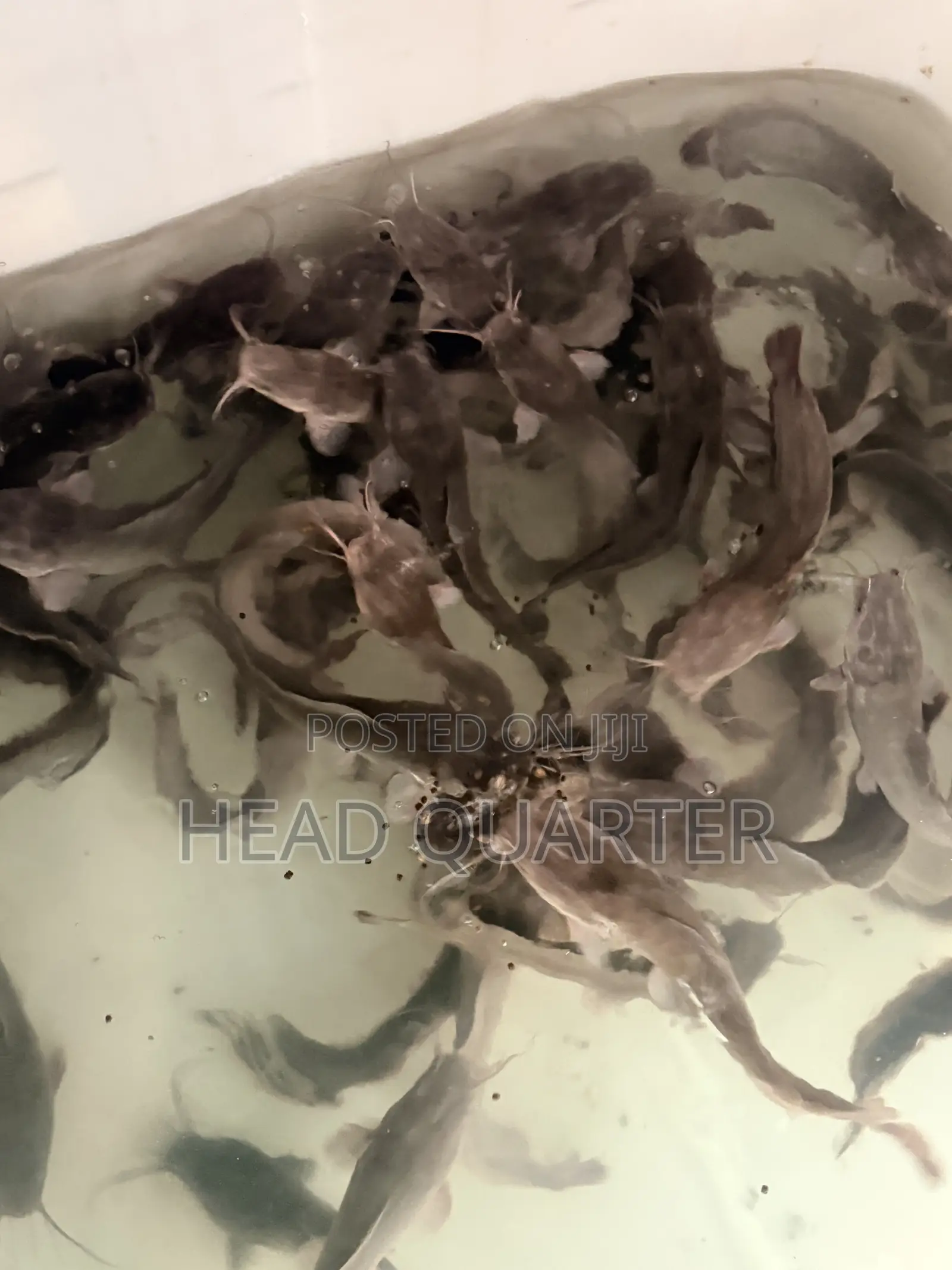 Jumbo Healthy Catfish Fingerlings Available for Sale.