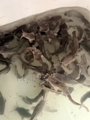 Jumbo Healthy Catfish Fingerlings Available for Sale.