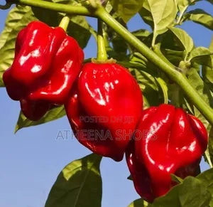 Red Habanero
