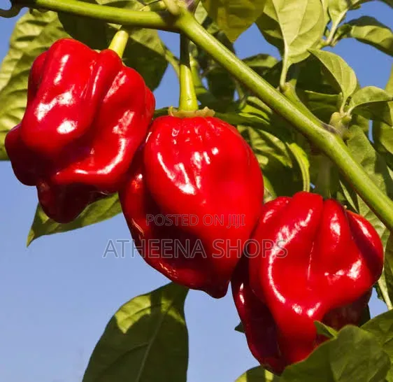 Red Habanero