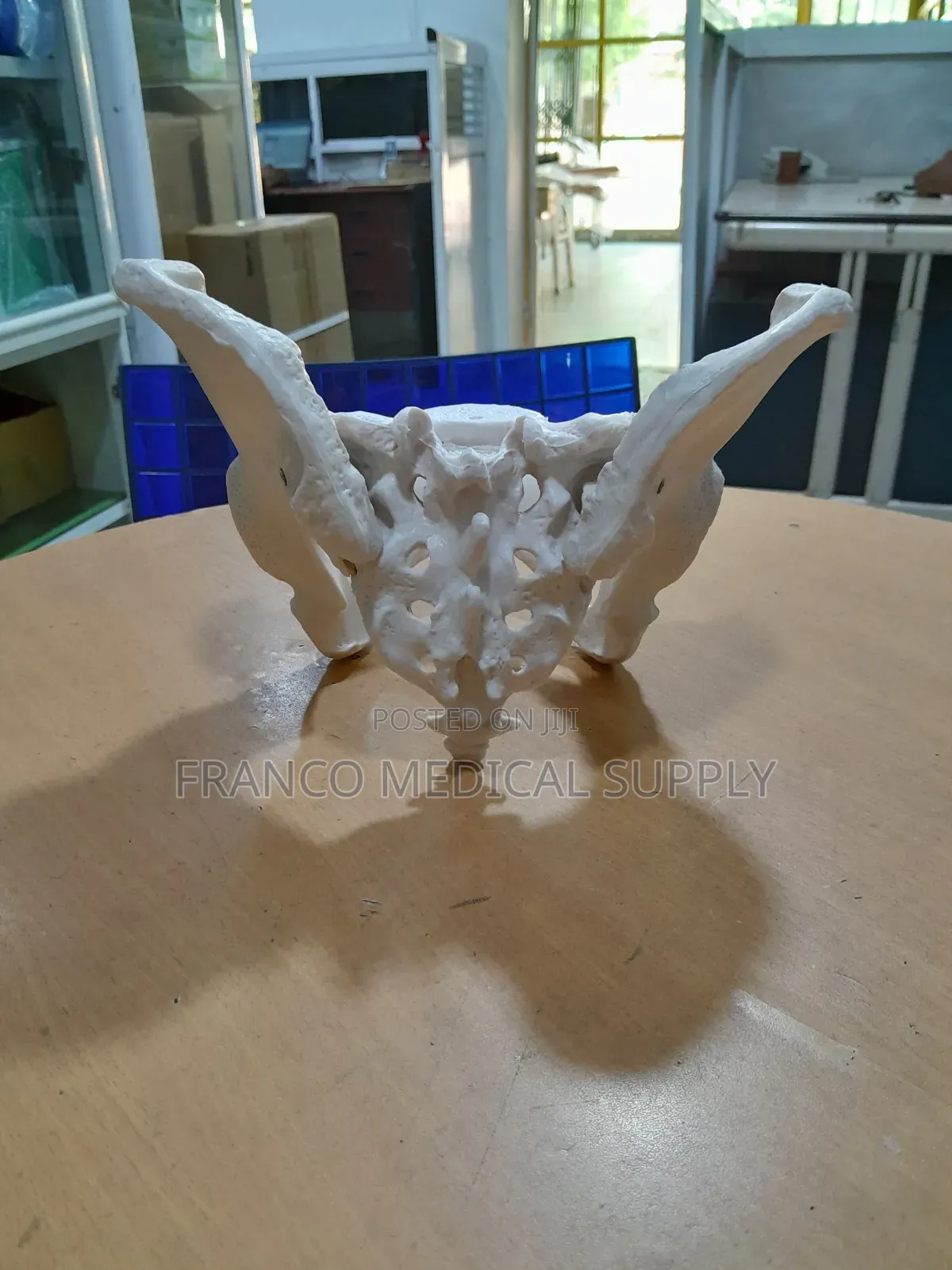 Female Pelvic (Bone Pelvic Model )