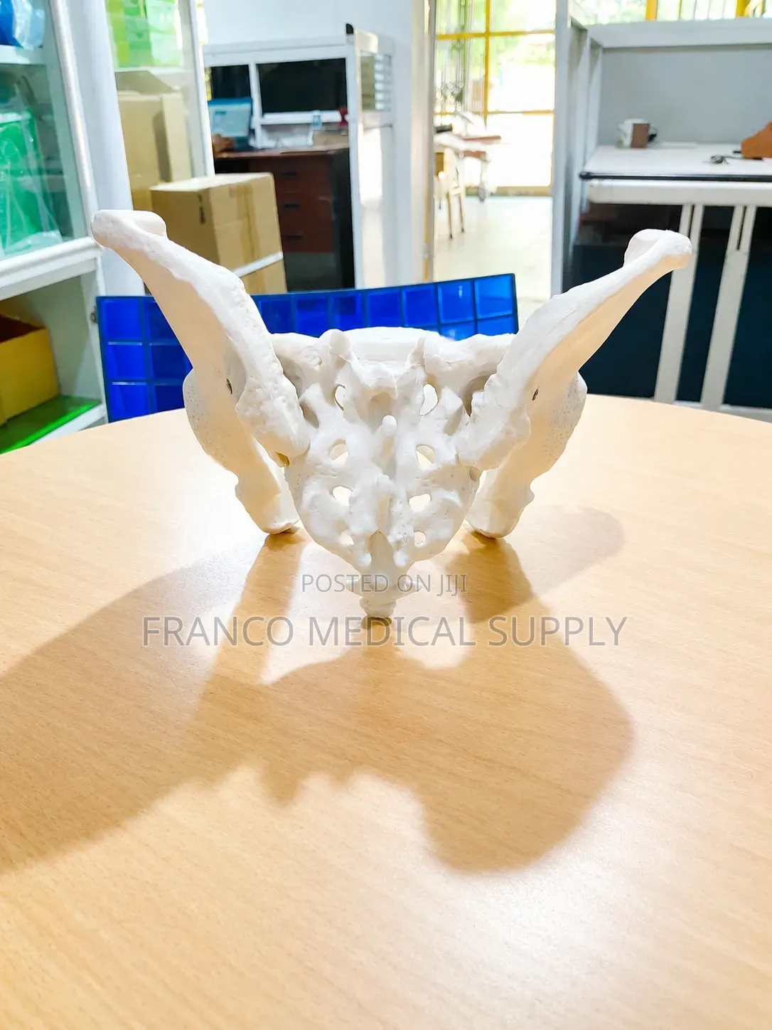 Female Pelvic (Bone Pelvic Model )