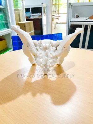 Female Pelvic (Bone Pelvic Model )