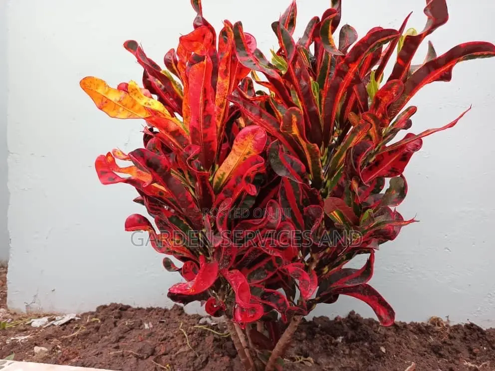 Twisted Croton for Sale