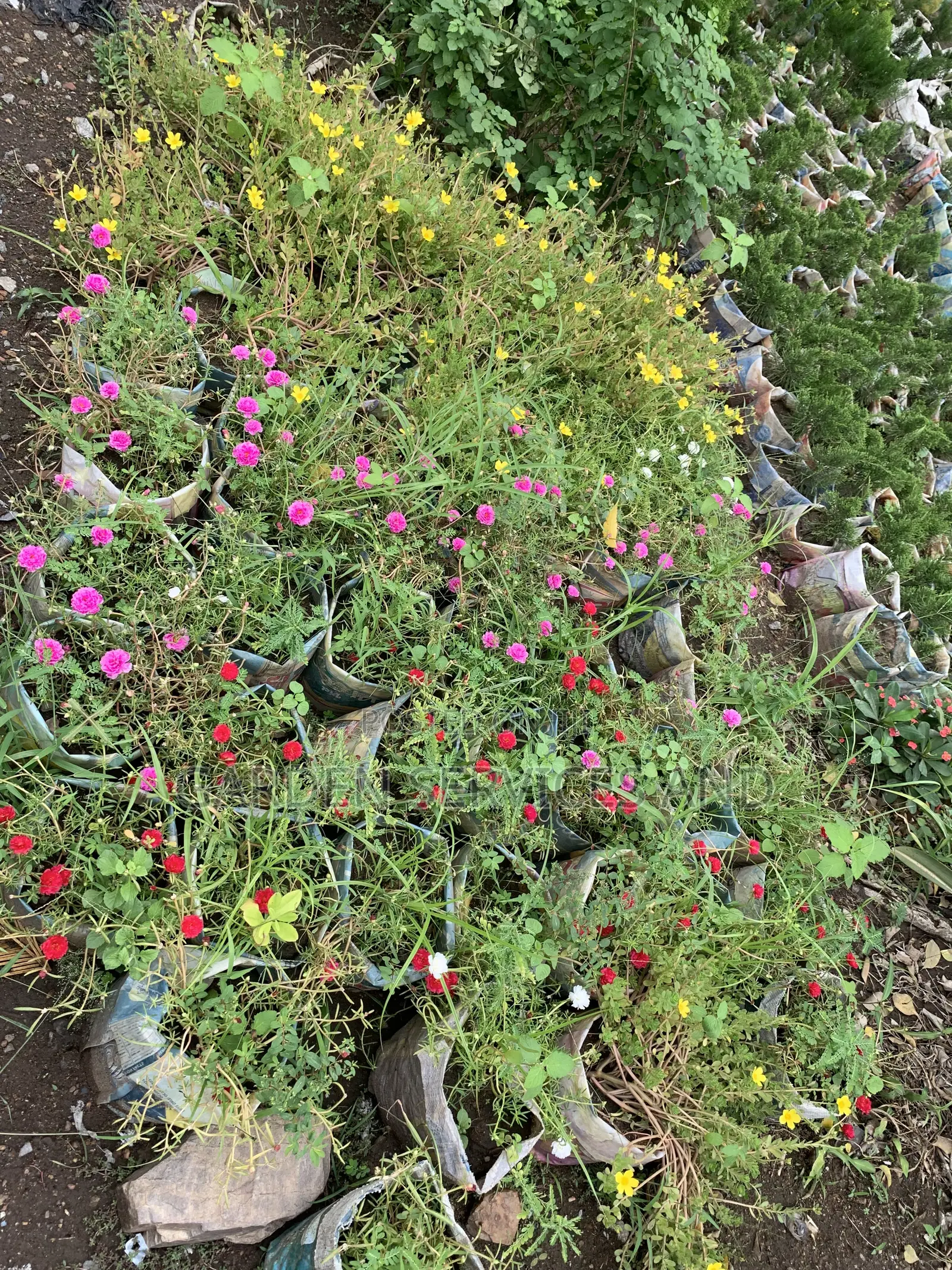 Moss Rose for Sale