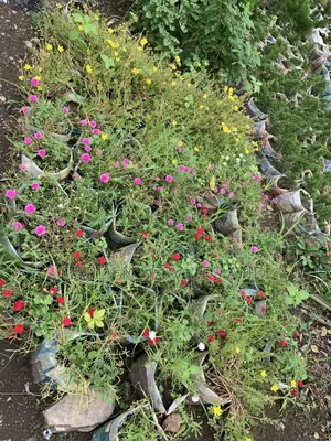 Moss Rose for Sale