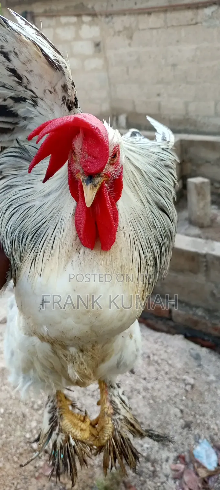 Brahma Cook