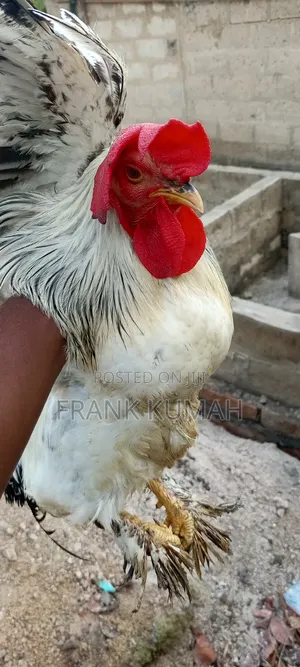 Brahma Cook