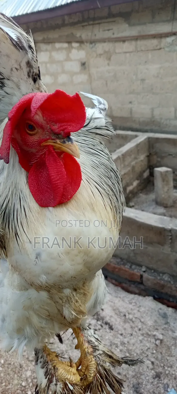 Brahma Cook