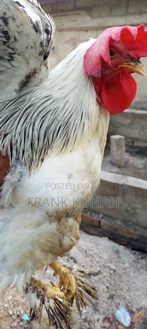 Brahma Cook
