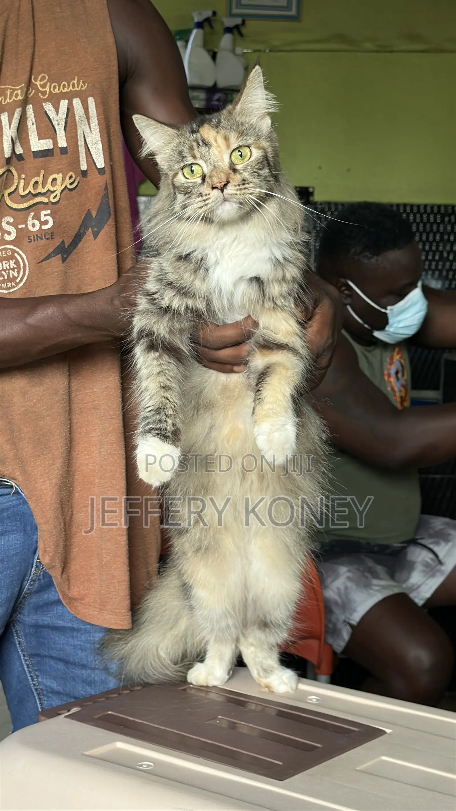 6-12 months Female Purebred Maine Coon